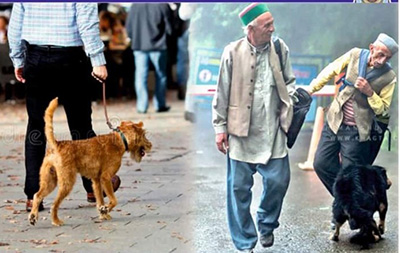 Stray dogs attack a Man on The Ridge at Shimla 