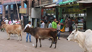 Stray cattle menace in Dharamshala 