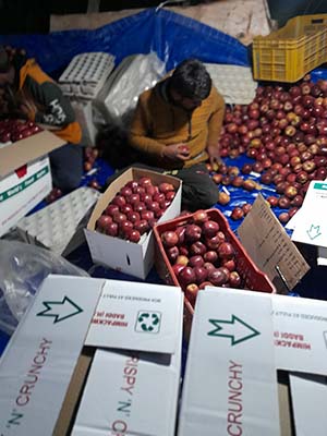 Apple being packaged in carton in orchard in Shimla
