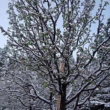 apple tree in bloomy snow