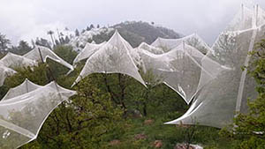 Apple orchards under Anti-hail nets in Chopal 