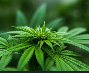 Cannabis_plant 