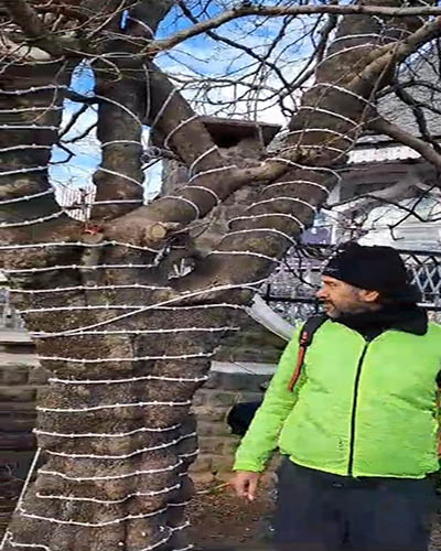 Tikender at Ridge where Chinar Trees are nailed 