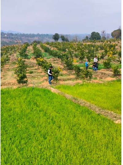 HPShiva project field in Kangra 