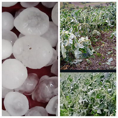 Hail storm destroy vegie crops in Shimla(pictures clicked today) 