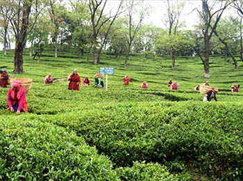 Kangra team garden in Palampur in Knagra Himachal 