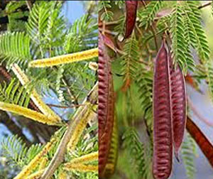 Picture  of Khair tree in Himachal 