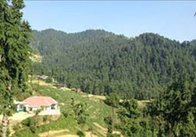 View of green Nachan forest in Mandi 