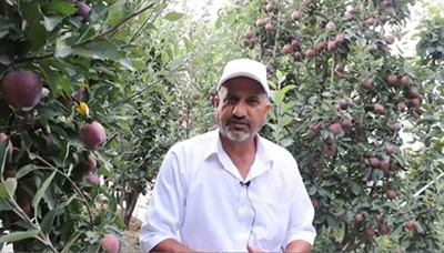Prem Chauhan(Shantu) in his apple orchards at Jaltahr Kotkhai of Shimla district. 