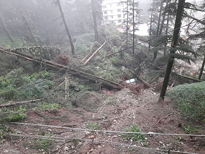 TreeofShimla_inRuins_HimbuMail