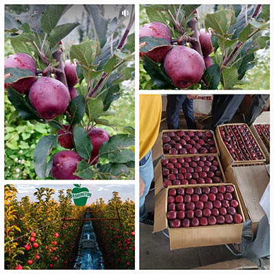 Shimla, Washington and local apples 
