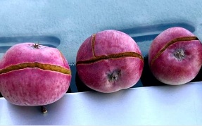 Cracked foreign apple  fruit in Shimla orchard