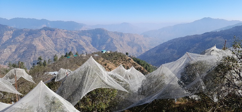 Chopal landscape in Shimla district on November 1, 2024_Himbumail