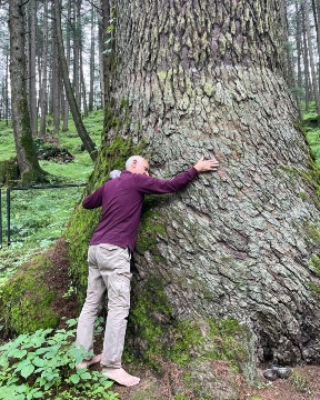 Rajan Kotru measures deodar girth in Rohru’s forest 