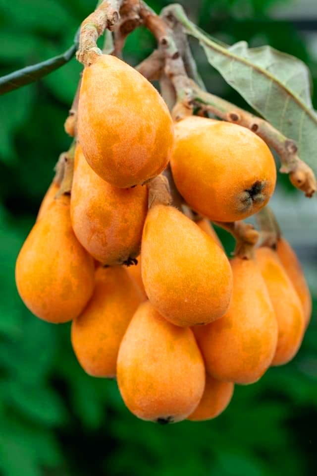 Loquat fruit in Rampur Bushahr Shimla Himachal 