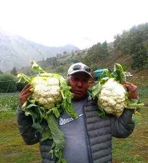 Lahauli farmer show his cauliflower 