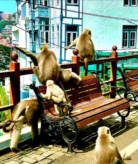 Tale of Two Monkeys in Shimla 