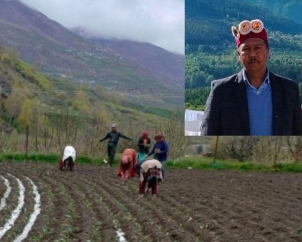 Rajender and his cauliflower field in Udaipur Lahaul-Spiti 