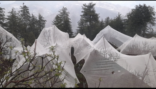 Anti-hail nets in apple orchard in Himachal 