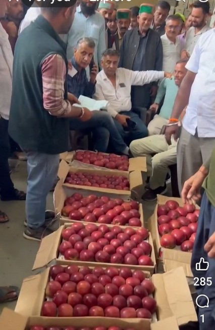 Apple_shantha_newzealand25