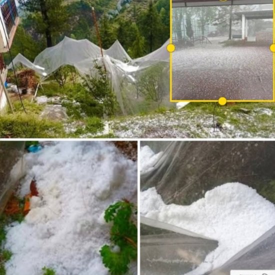 Hailstorms in apple belt ruin crops 