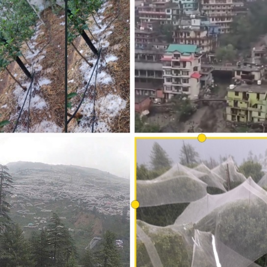 Apple tomato crops in Shimla and Solan 