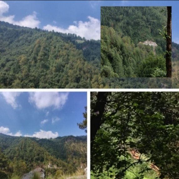 HimriForestShimla_himbumail