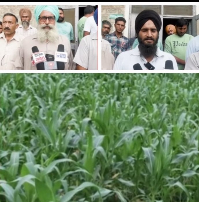 Farmers Face Outbreak of Diseases in maize and rice fields in BBN areas of Himachal 