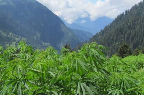 MalanaCannabisHimbuMail