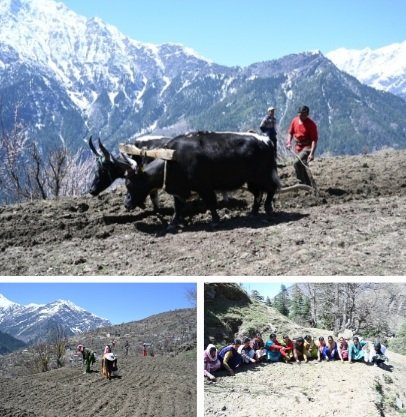 Pangi Natural Farming hub 
