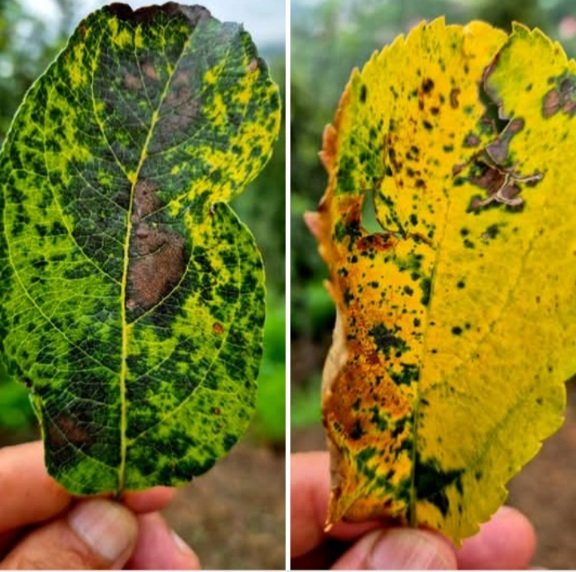 Yellow Leafs Fall, in apple-growing belts 