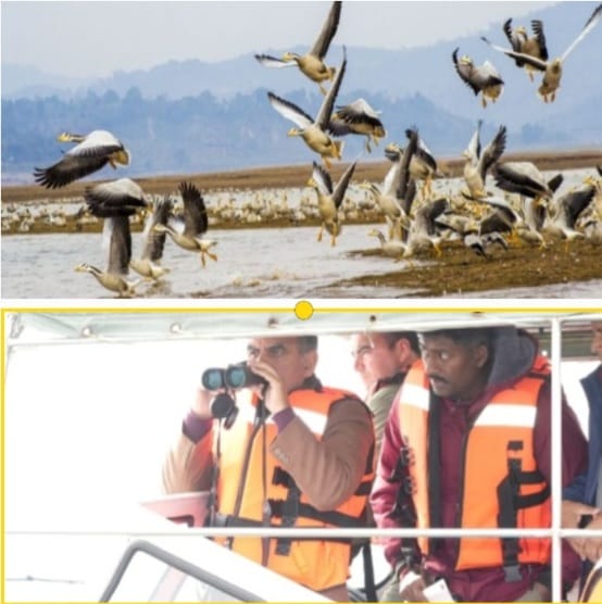 Migratory Birds  Count  at Pong Dam Hits New High, Turn  it into an Avian Hub  Himachal Pradesh 