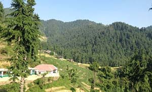 View of Nachan Forest in Mandi HP 