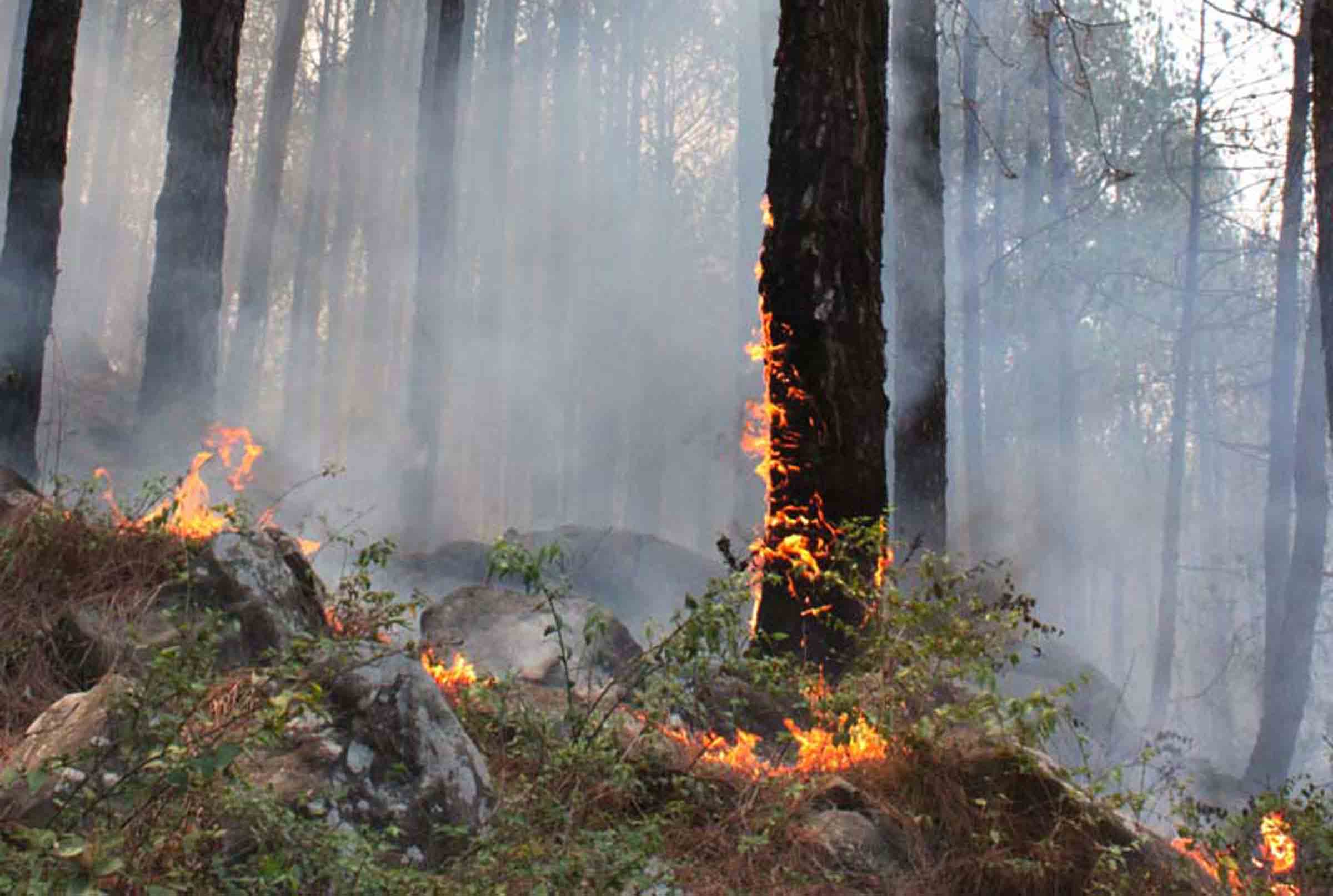 View of forest fires in Pine jungle of Himachal 