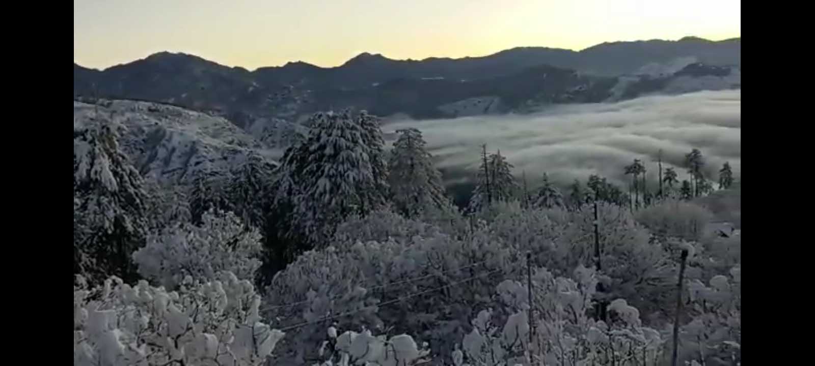 View of Forest in Winter in Chopal in Shimla