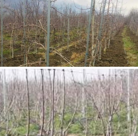 ApplePlantsImportedShimla