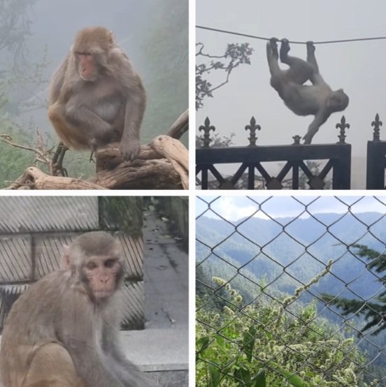MonkeyMenaceDhalliGreenValley