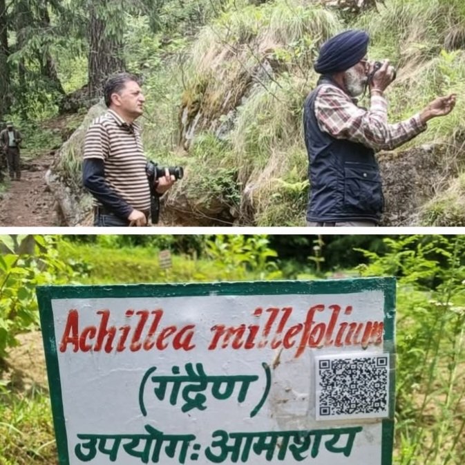 TreePlantationKotgarh