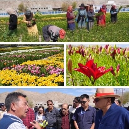 LiliumLollInLadakh