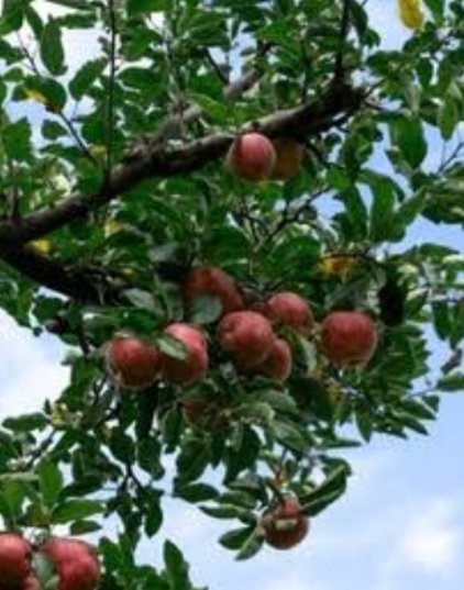 PangiOrganicApple