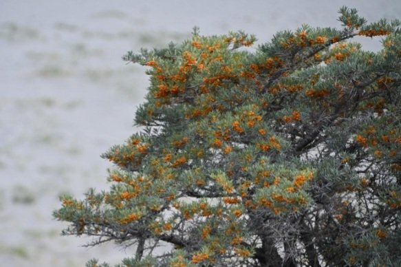 SeabuckYhornTreesInLada