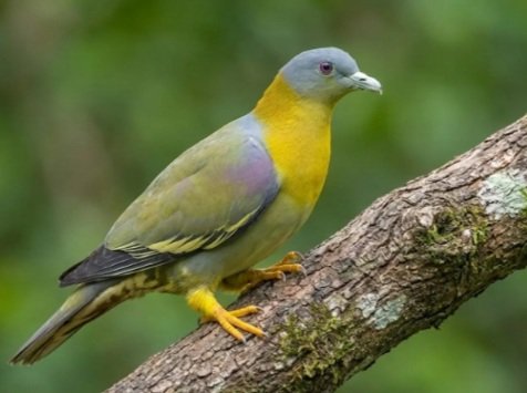 Yellow-footedGreenPegion