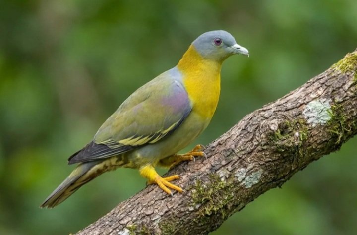 Yellow-footedGreenPegion