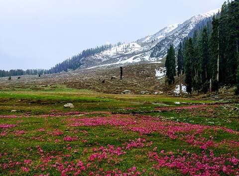 Kashmir valley- J and K Tourism 