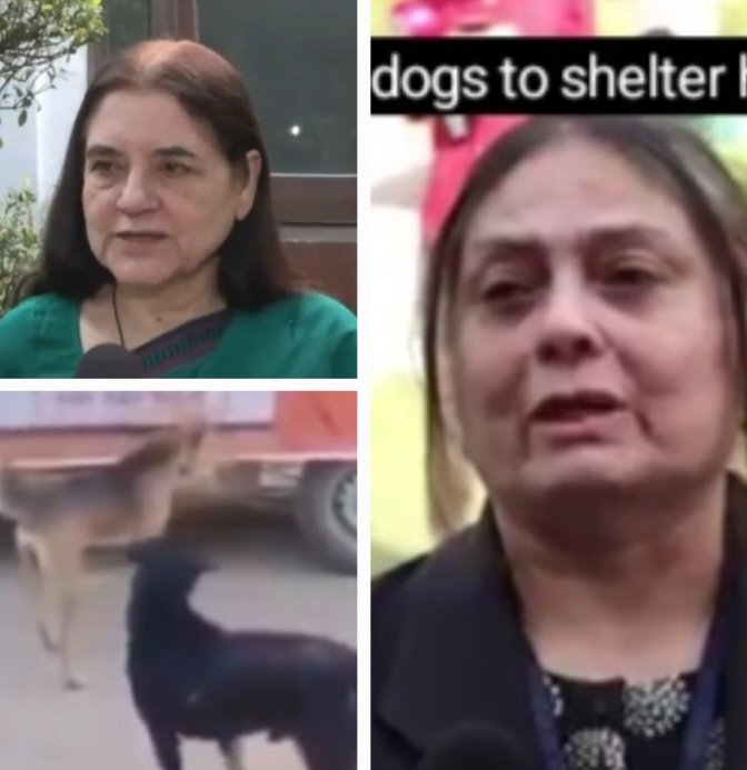 Stray dogs and petitioners 
