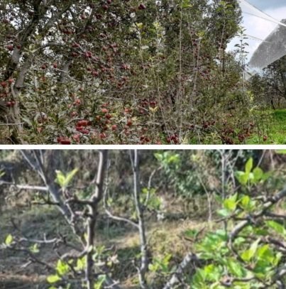 Shilgrahan Apple orchards and locha symptoms 