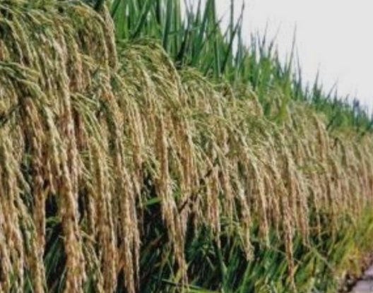 ICAR Gene Edited Rice variety 