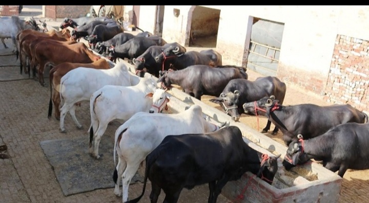 Milk MSP Turns into ‘Milk Cess’ on Bijli Bills in Himachal! 