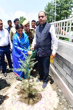 CM Plants deodar tree in Shikawari in Seraj 