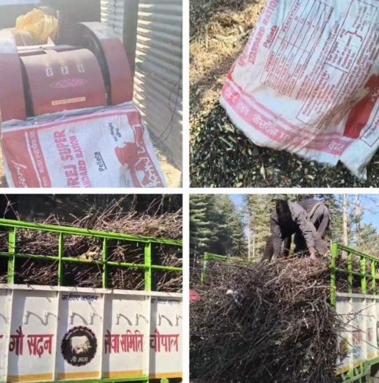 AppleTwigsTurnIntoCowfeedShimlaHimachal